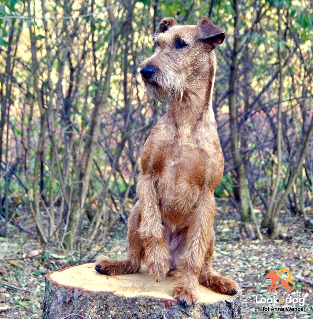 Terier irlandzki - umaszczenie