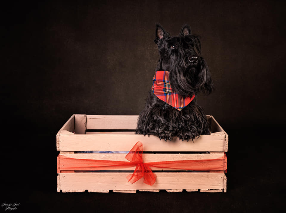 Terier szkocki - choroby