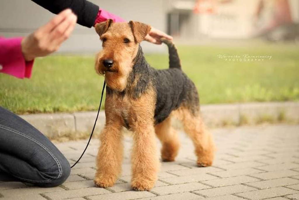 Terier walijski -&nbsp;charakter