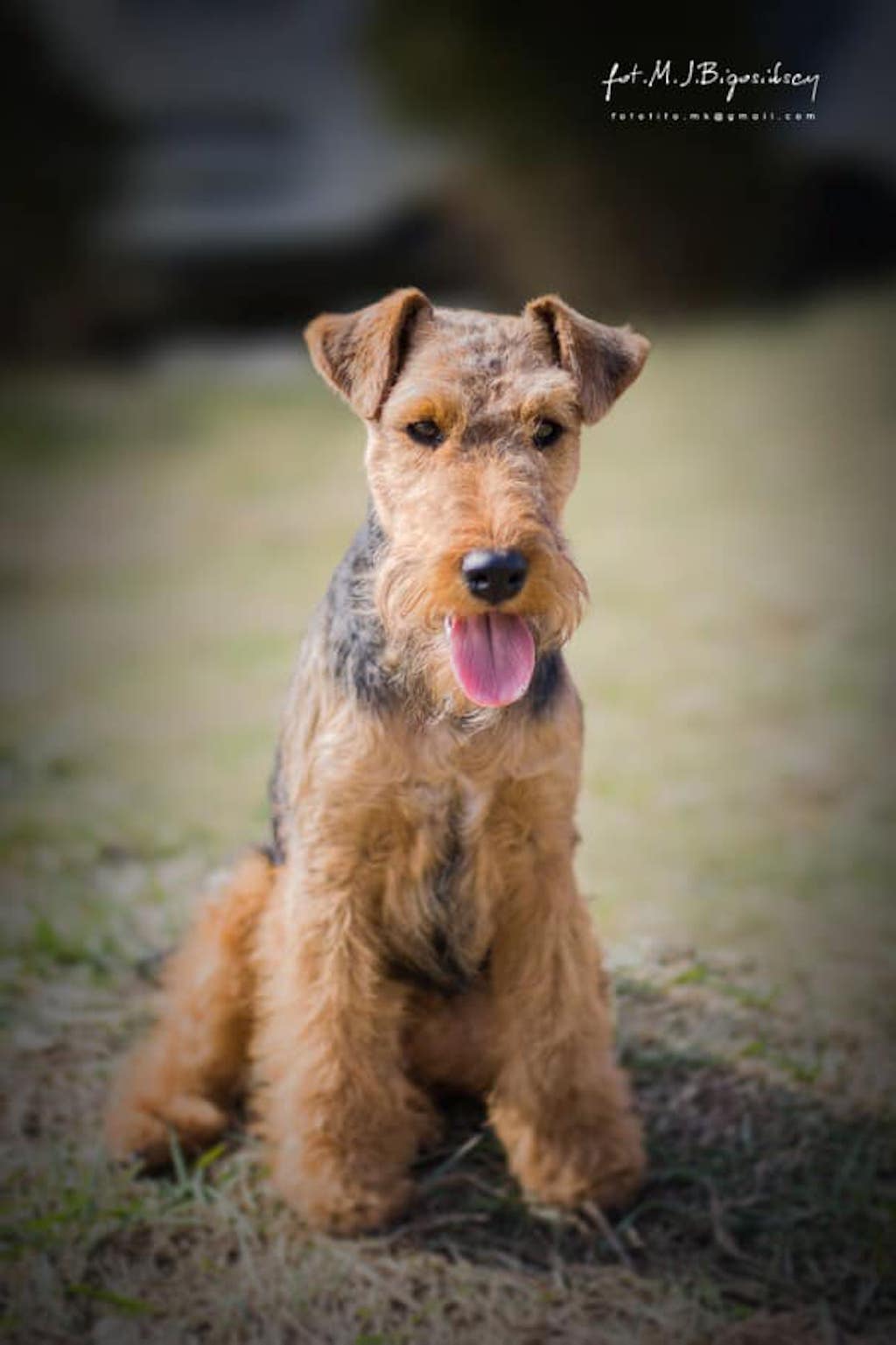 Terier walijski - pielęgnacja