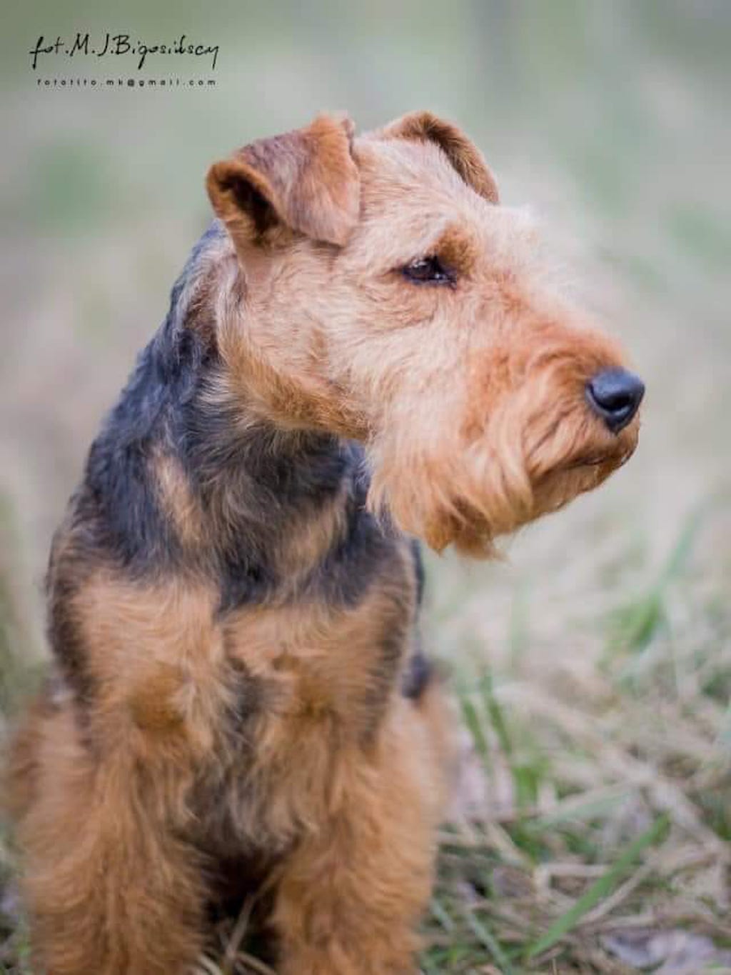 Terier walijski - żywienie