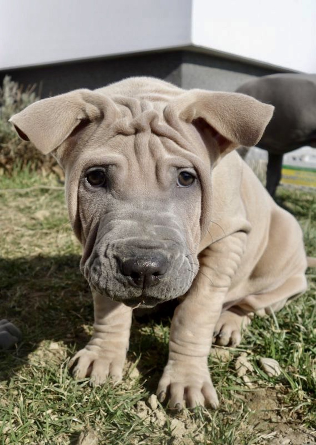 Thai Ridgeback Dog - hodowla 
