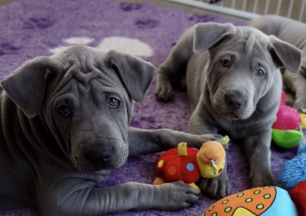 Thai Ridgeback Dog - szczeniaki 