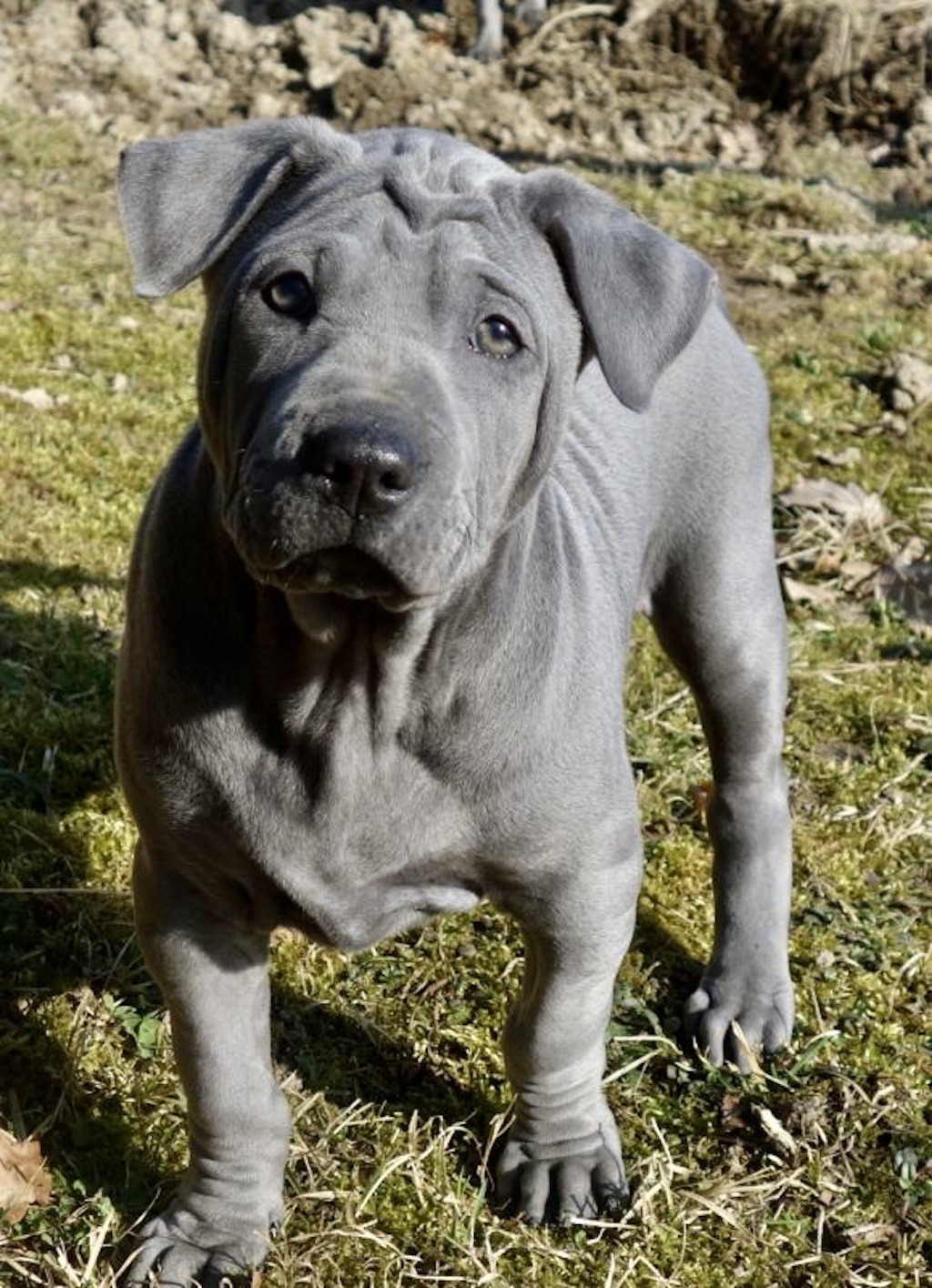 Thai Ridgeback Dog