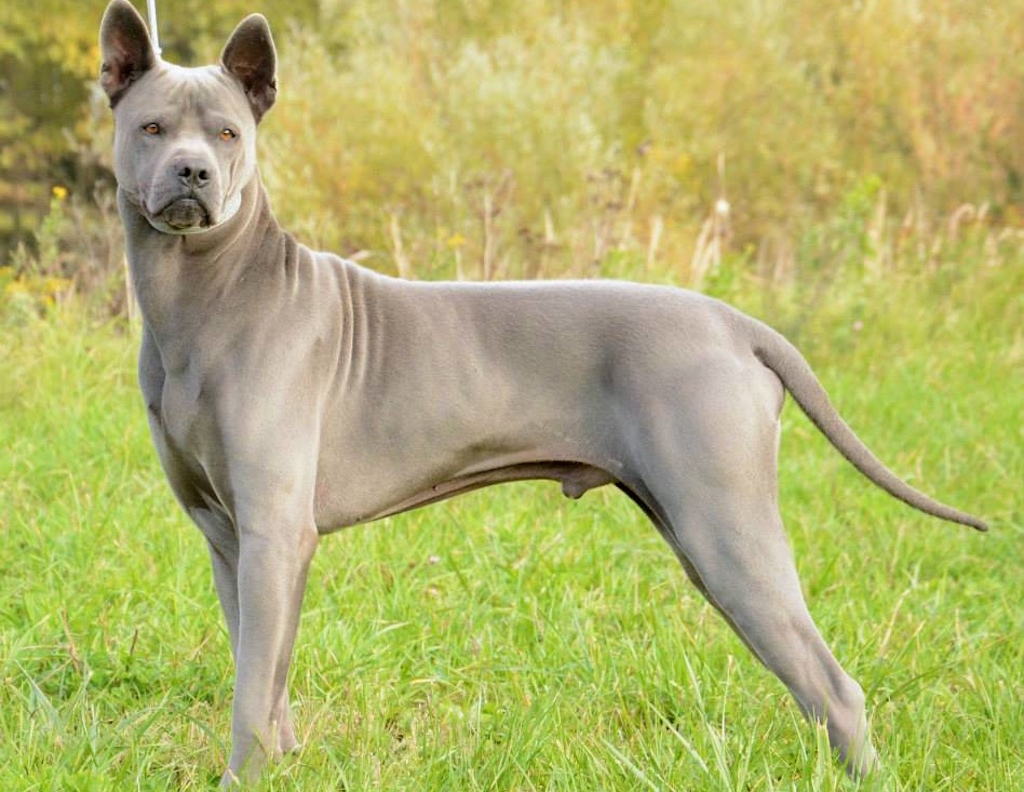 Thai Ridgeback Dog - pielęgnacja 