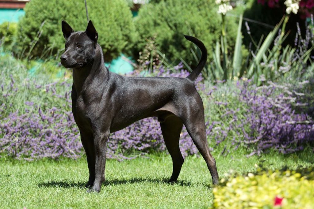 Thai ridgeback dog - umaszczenie