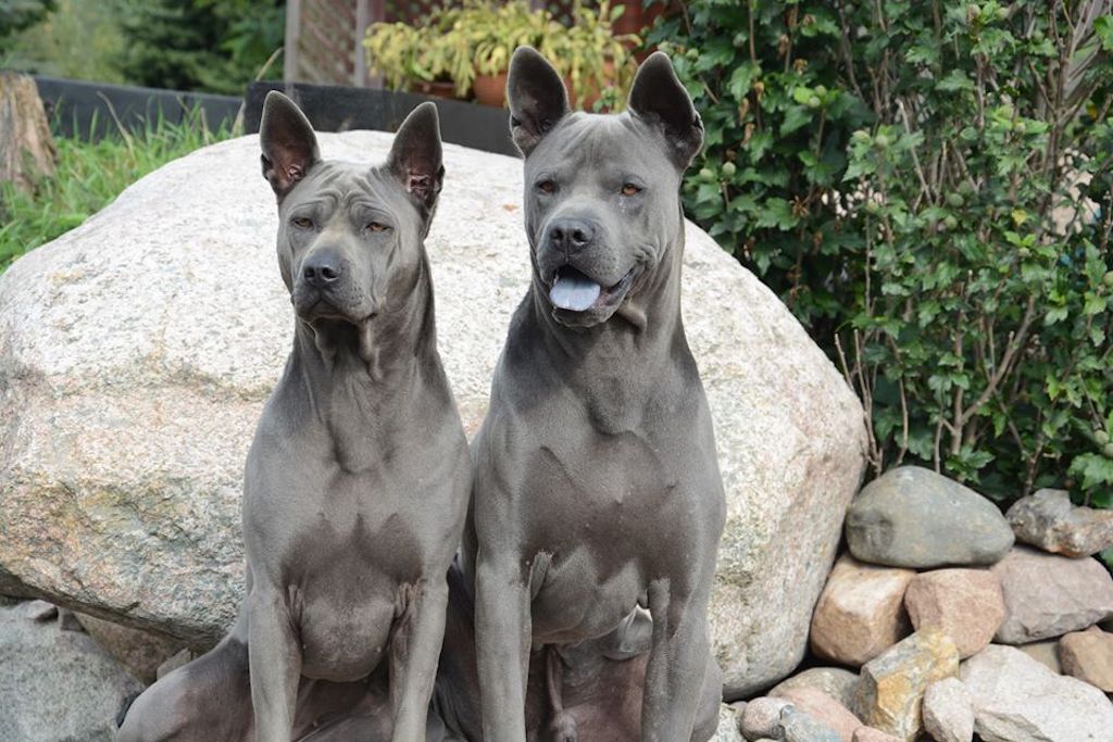 Thai ridgeback dog - żywienie