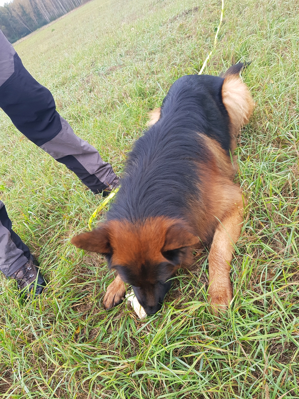 Tropienie - owczarek niemiecki długowłosy