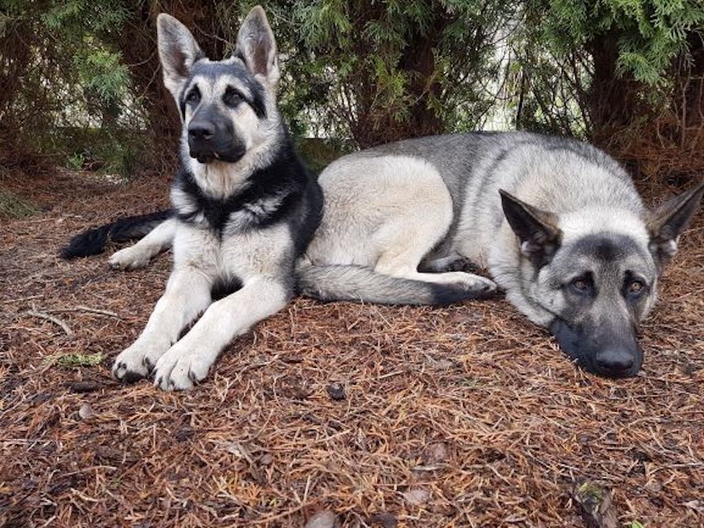 VEO owczarek wschodnioeuropejski 