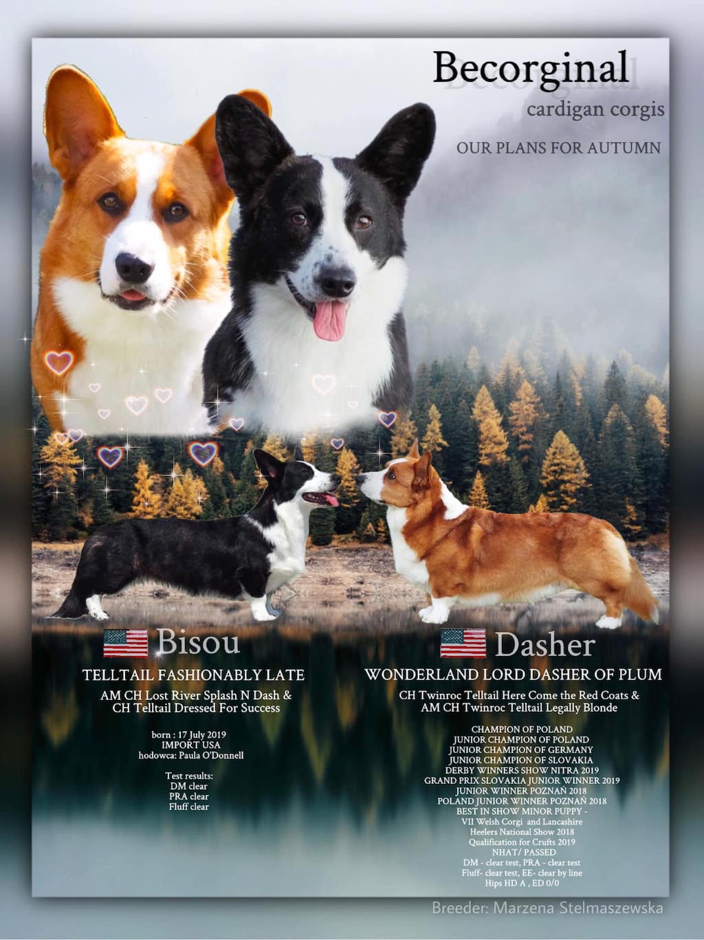 Welsh Corgi Cardigan - hodowla