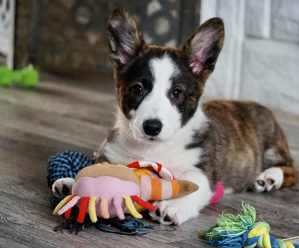 Welsh Corgi Cardigan - szczeniak