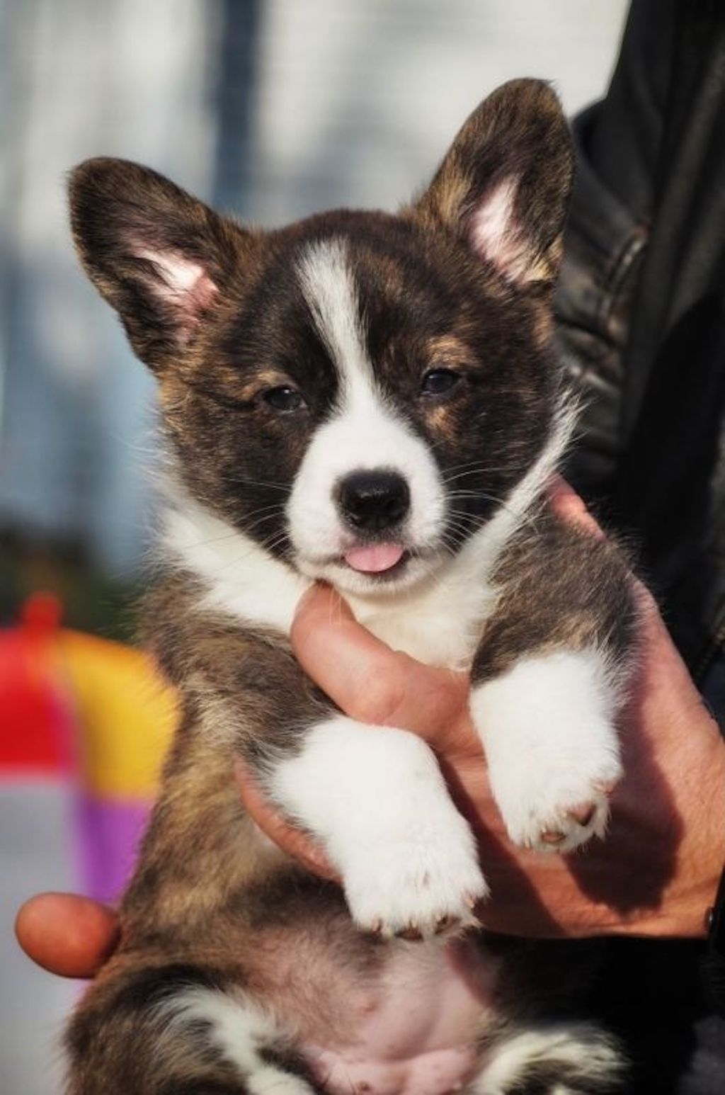 Welsh Corgi Cardigan - szczeniaki