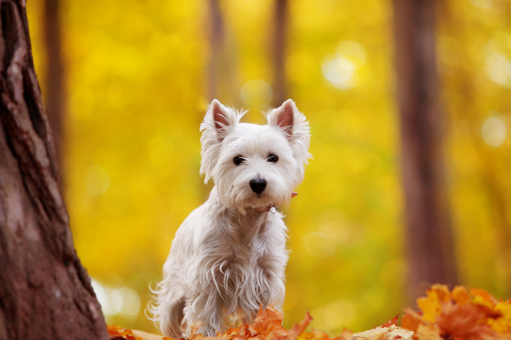 West highland white terrier - charakter