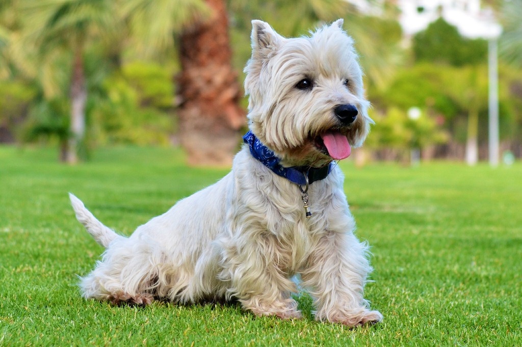 West highland white terrier - umaszczenie