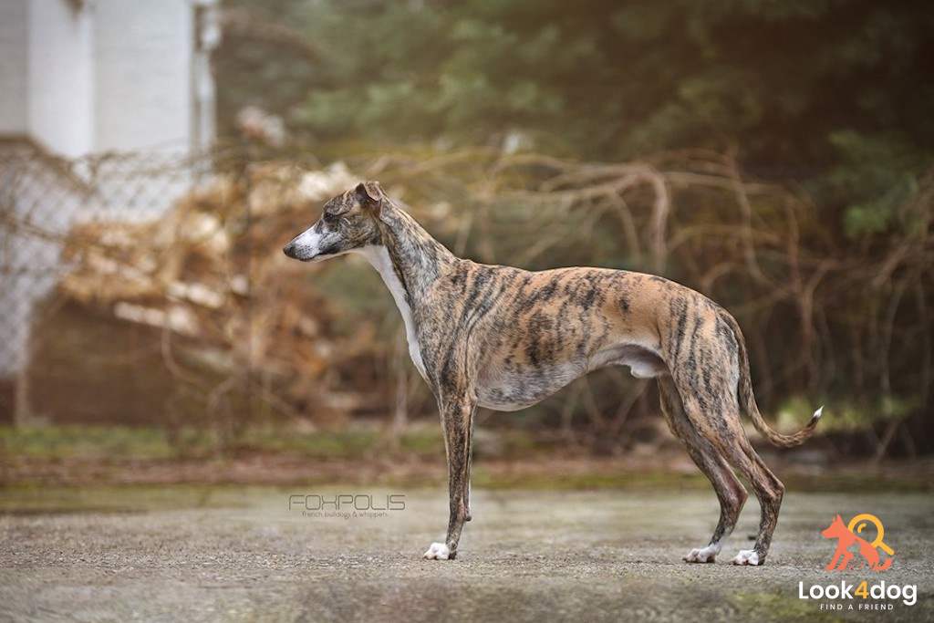 Whippet - charakter