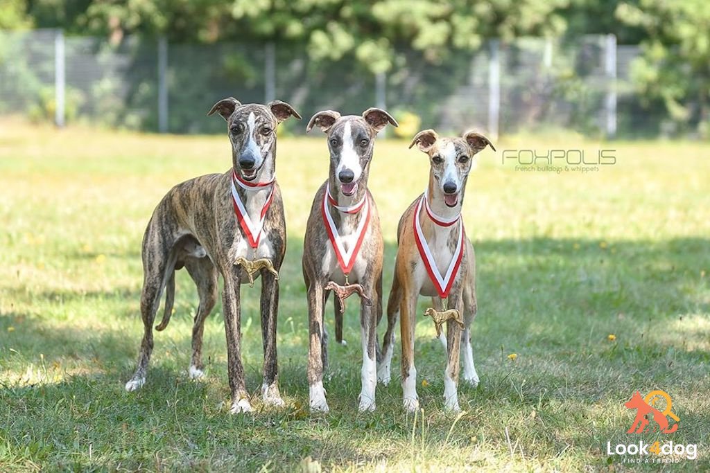 Whippet - pielęgnacja