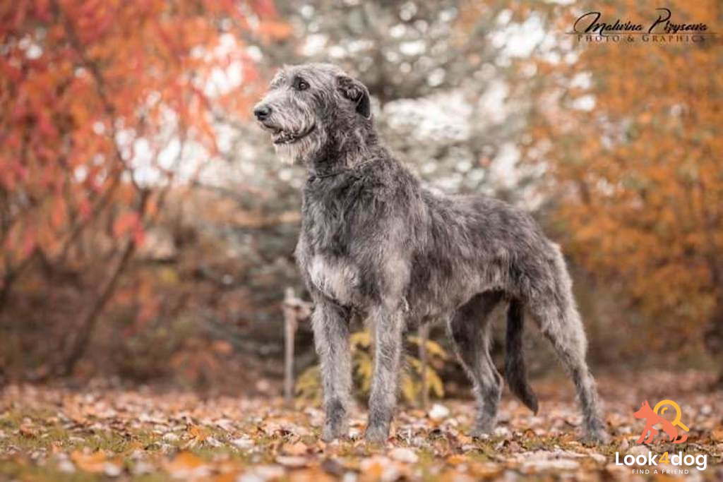 Wilczarz irlandzki - charakter