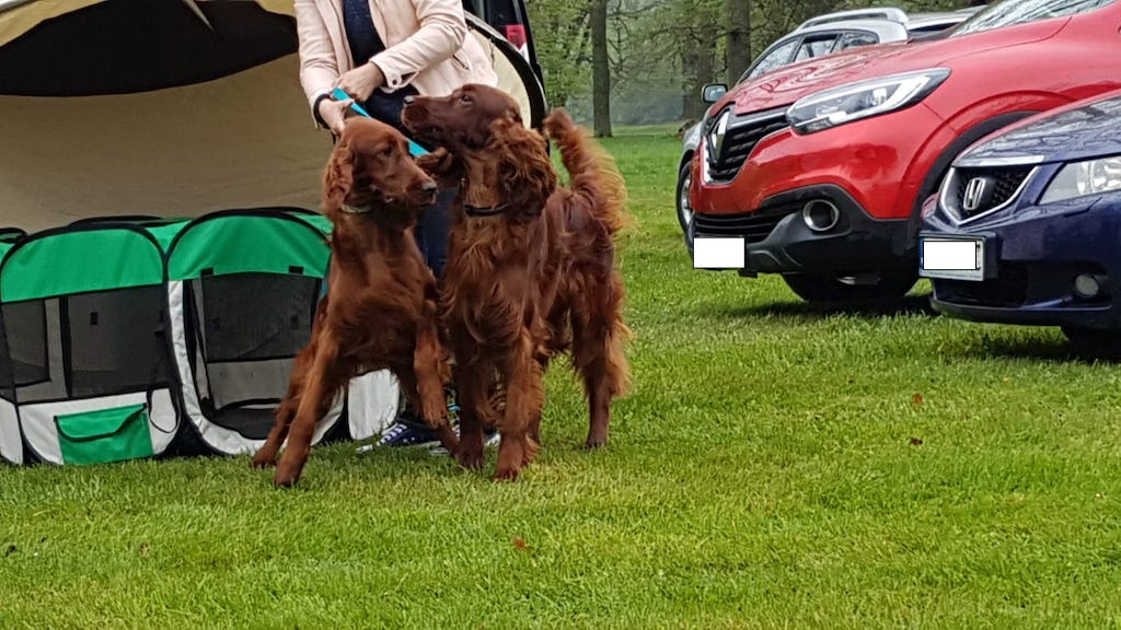 Setery irlandzkie wystawa Świerklaniec