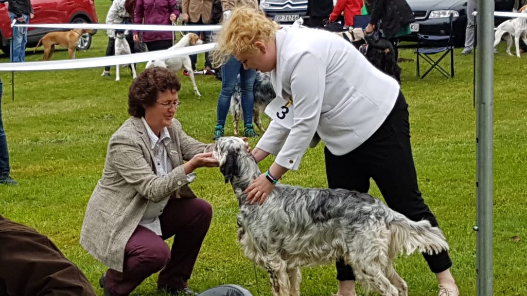 sędzia ocenia setera angielskiego wystawa Świerklaniec