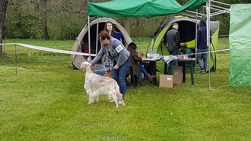 setery, pointery Świerklaniec 2019