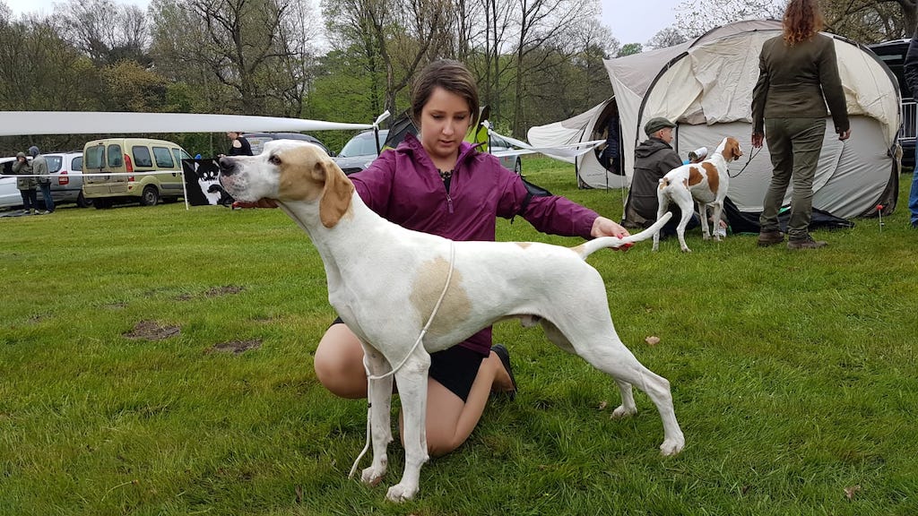 pointer angielski wystawa Świerklaniec