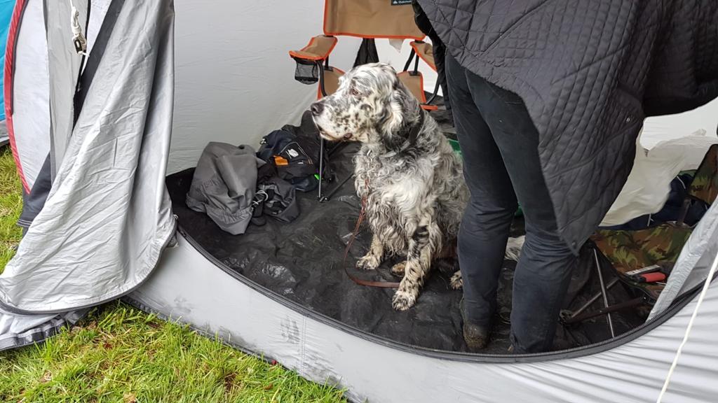 Seter angielski w&nbsp;namiocie wystawa Świerklaniec