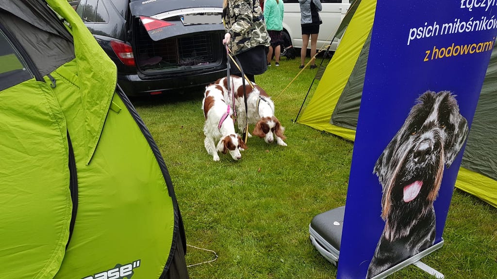 Setery irlandzkie czerwono białe wystawa Świerklaniec