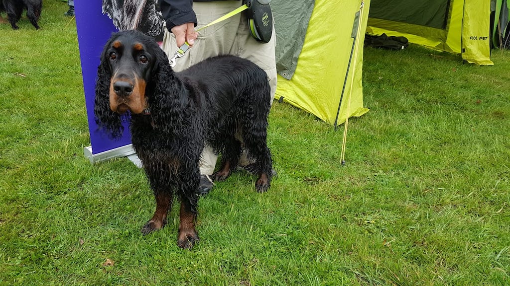 Setery irlandzkie czarny wystawa Świerklaniec