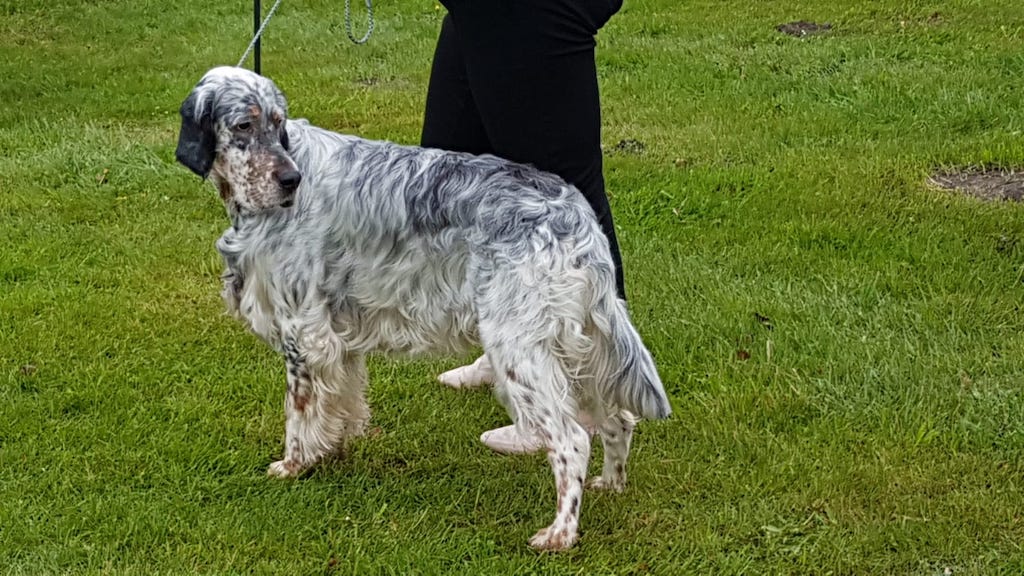 Setery angielskie wystawa Świerklaniec