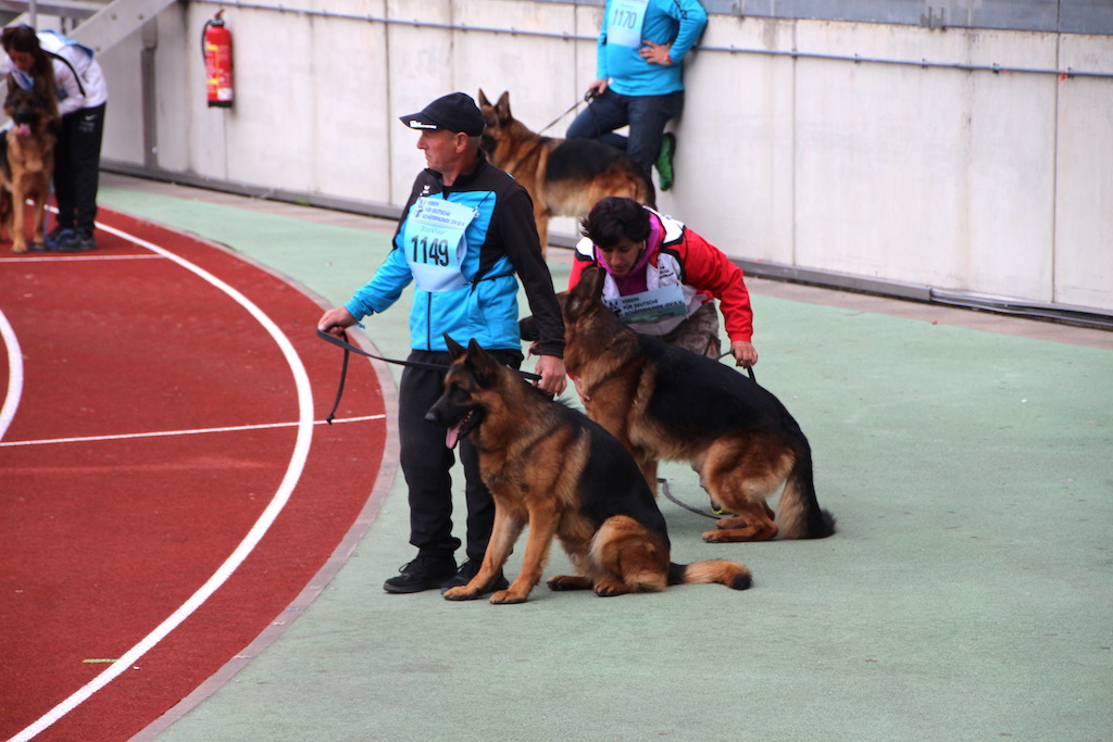 W oczekiwaniu na test, owczarki niemieckie, TSB, BSZS 2019