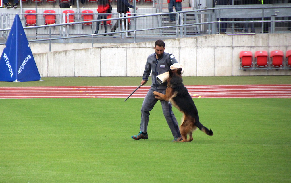 Ataka na pozoranta TSB BSZS 2019