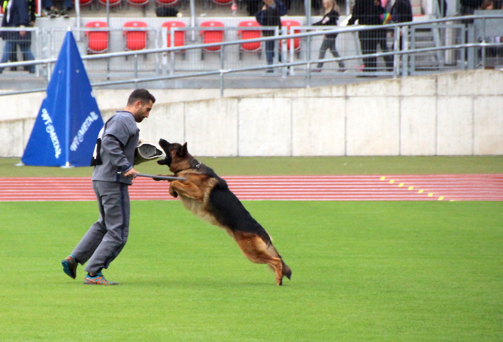 skok na pozoranta TSB BSZS 2019