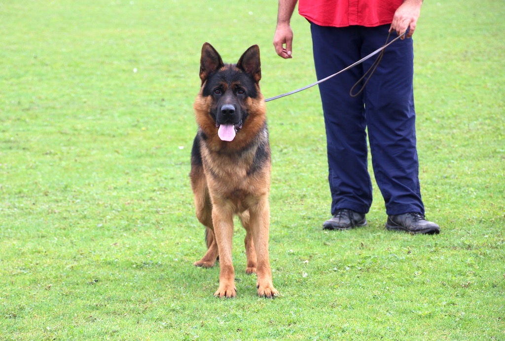 Ali Team Mario Grande