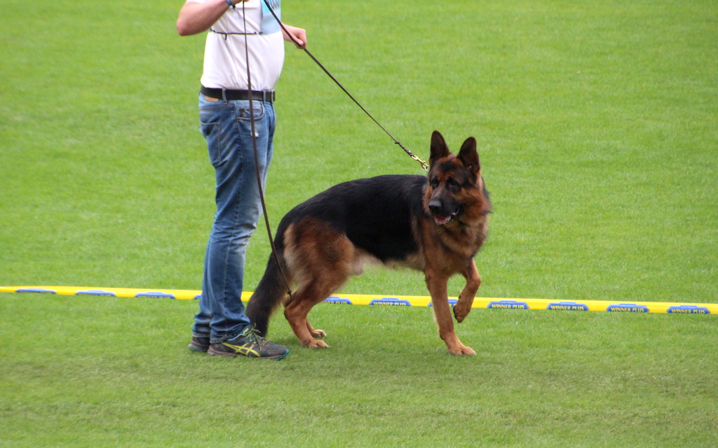 V 17 owczarek niemiecki Tao Marko Carras z polskiej hodowli