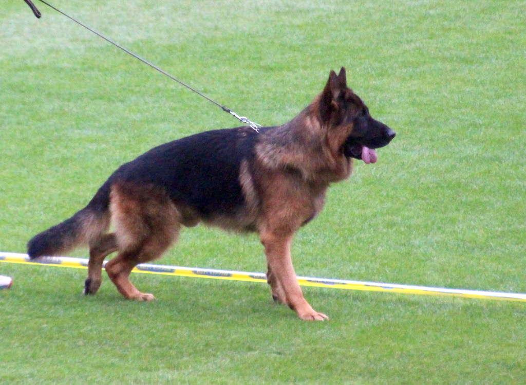 V 20 Uslan von Bad-Boll BSZS 2019