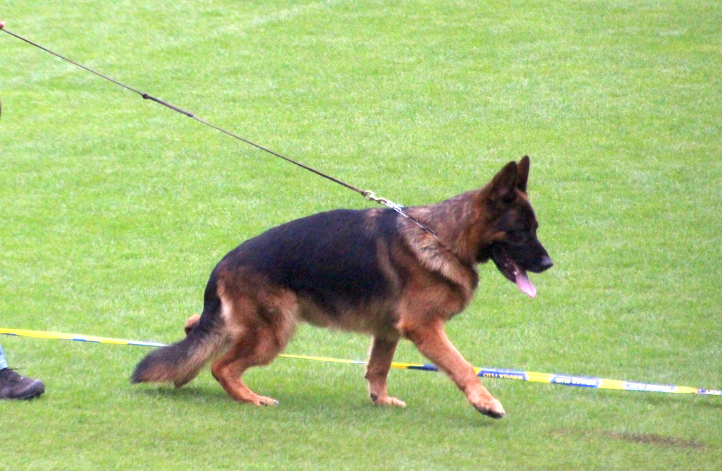 VA 4 Cyrus vom Osterberger-Land, owczarek niemiecki krótkowłosy, BSZS 2019