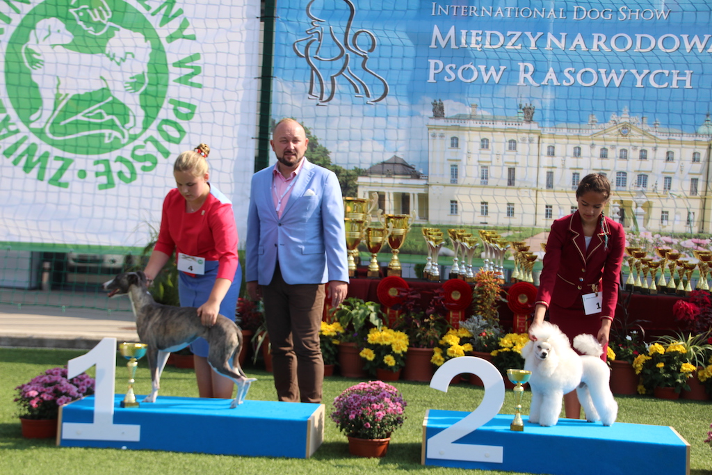 Finały XIII Międzynarodowa Wystawa Ps&oacute;w Rasowych IDS CAIB Białystok 2019