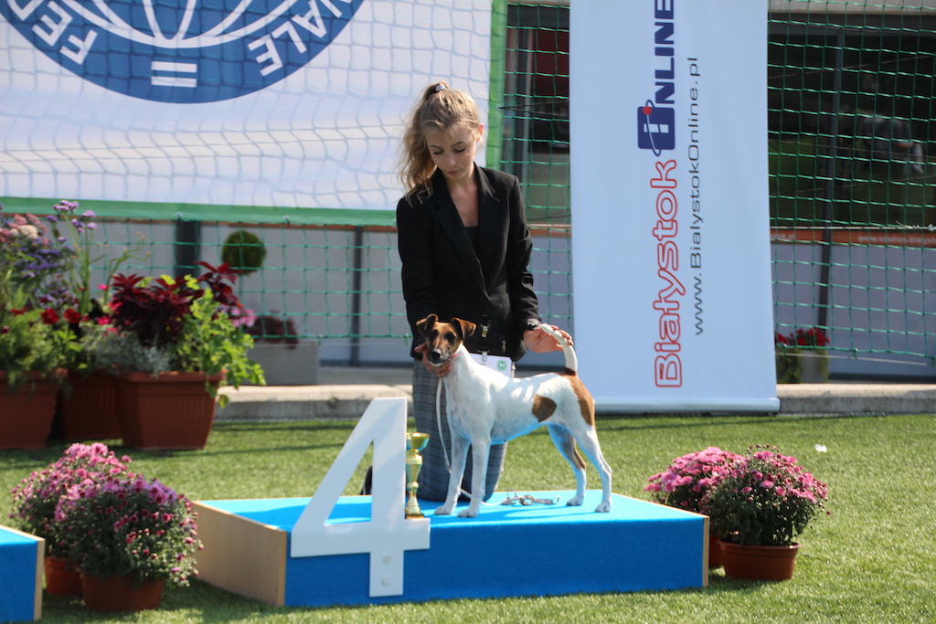 finał najlepszy prezenter XIII Międzynarodowa Wystawa Ps&oacute;w Rasowych IDS CAIB Białystok 2019