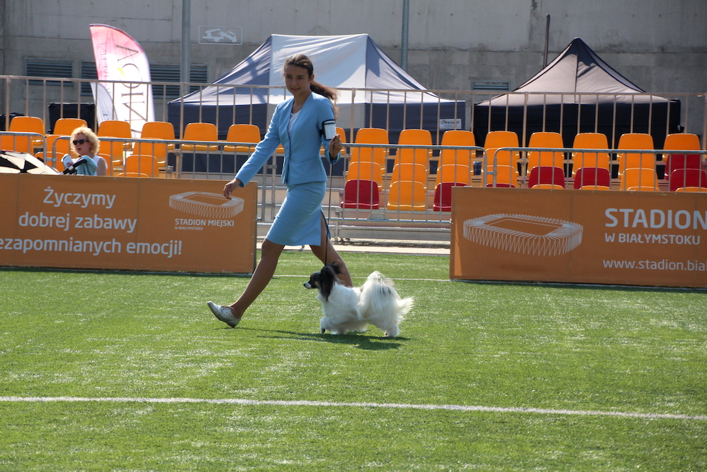 najlepszy prezenter finał XIII Międzynarodowa Wystawa Ps&oacute;w Rasowych IDS CAIB Białystok 2019