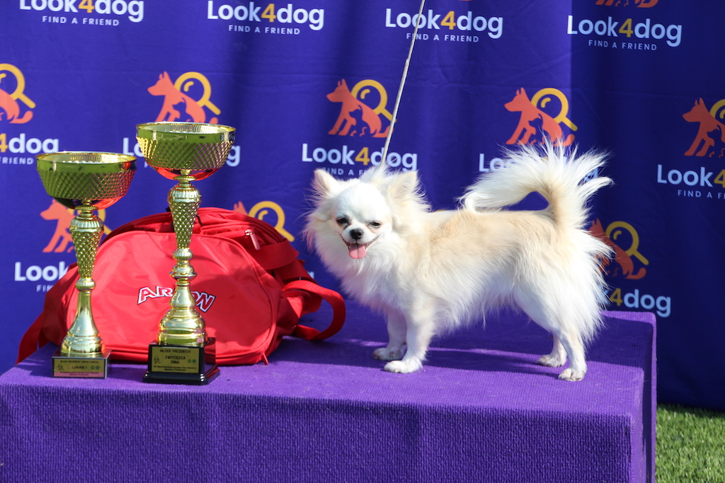 Fart Patronus Dogo Chihuaha Białystok 2019