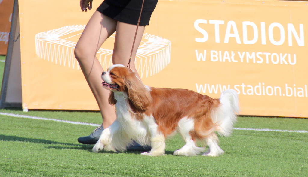 Cavalier Kning Charles Spaniel Białystok 2019