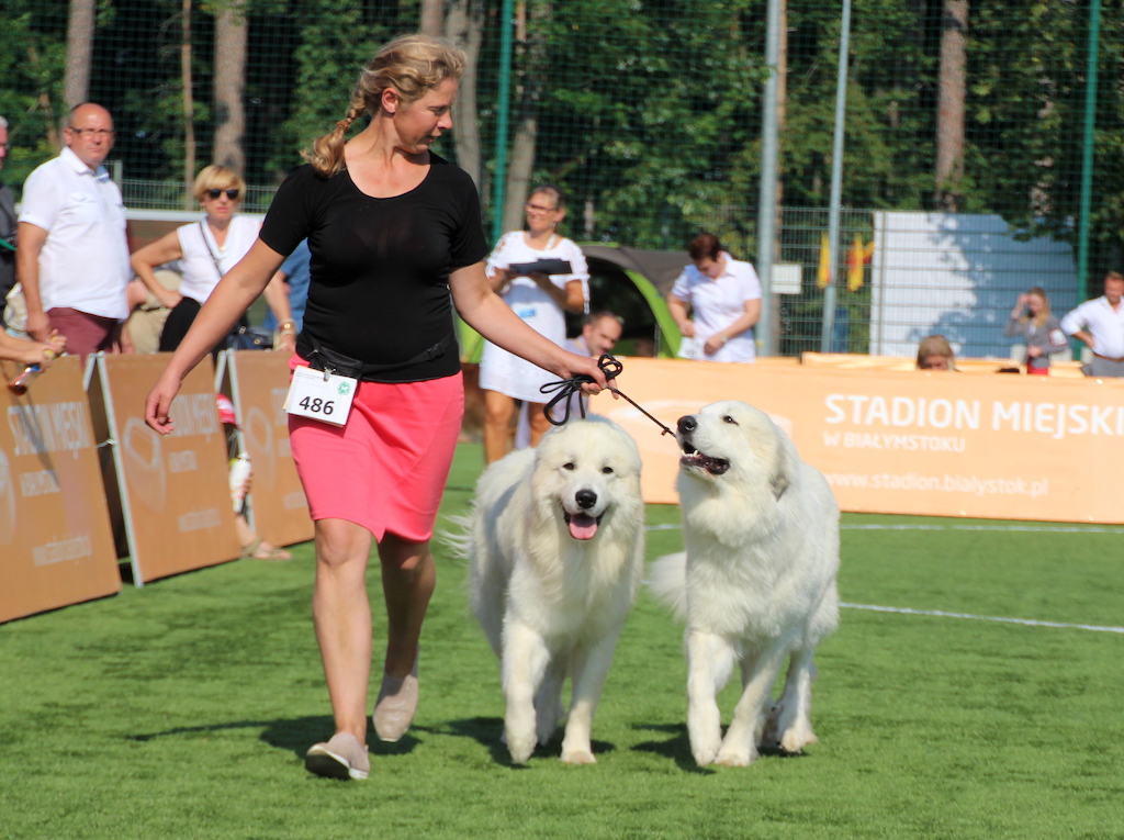 Aleidis Real Dindu Vailokas Pirenejski Pies G&oacute;rski Białystok 2019