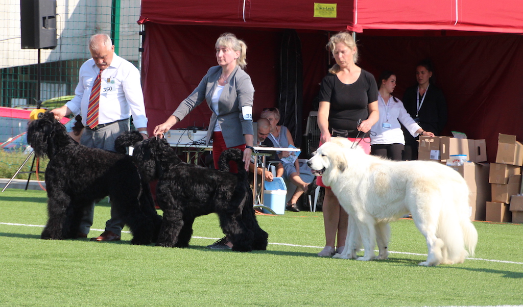 najlepsze pary hodowlane Białystok 2019 