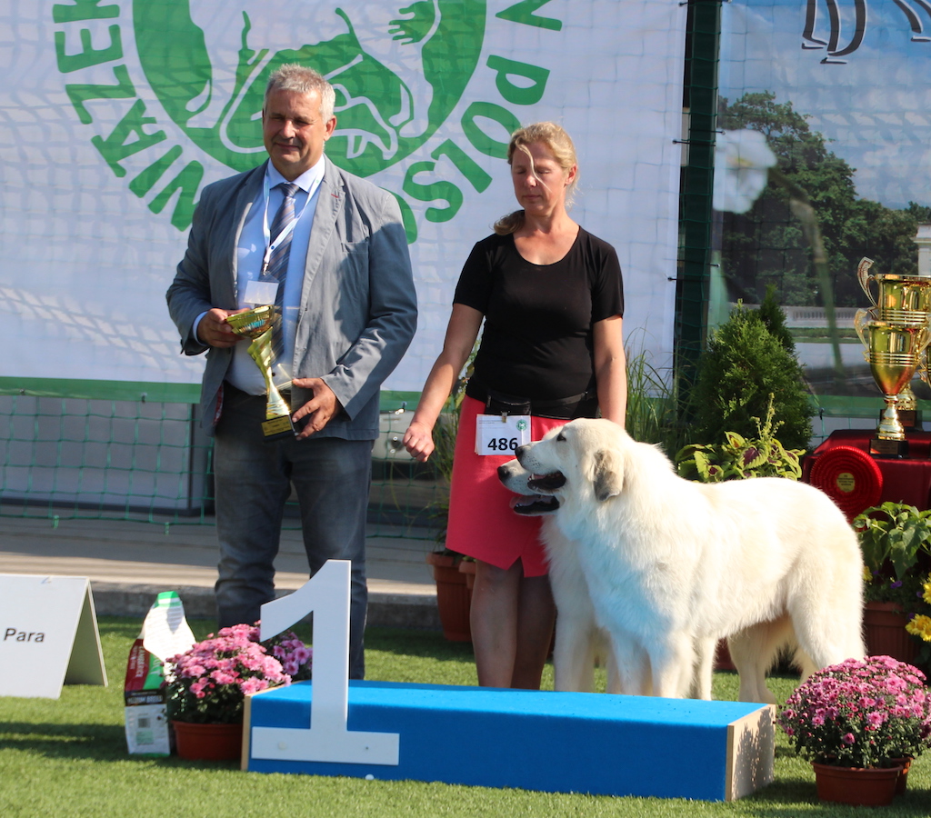 Pirenejski Pies G&oacute;rski finał wystawa ps&oacute;w Białystok 2019