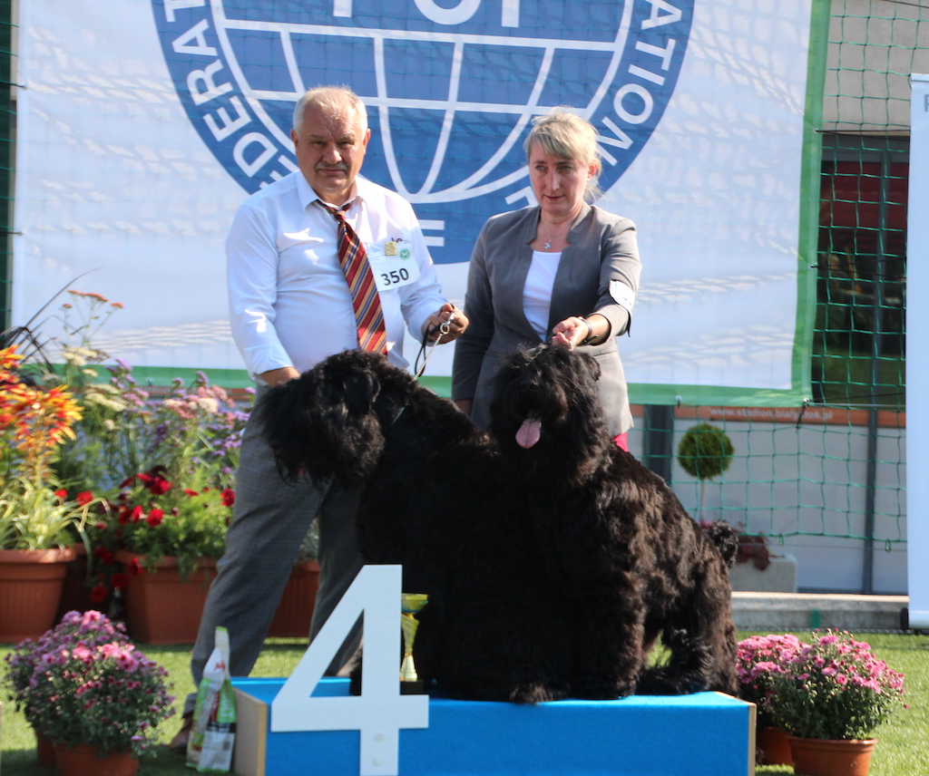 Hetman Black Legion Czarny Terier Rosyjski Bialystok 2019
