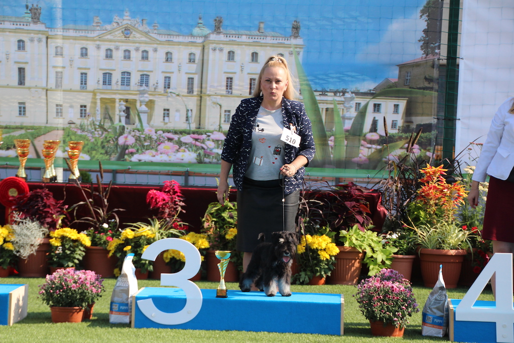 Esenin New Star Asband Sznaucer Miniaturowy Czarno Srebrny Bialystok 2019