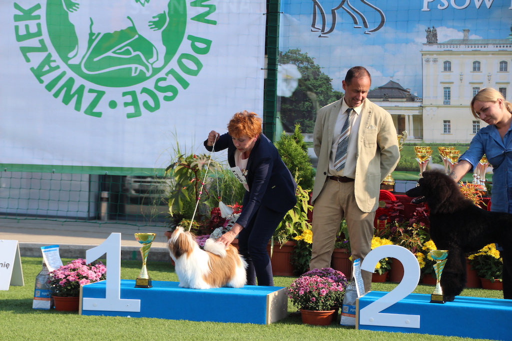Arssuntia Aria Shih Tzu Białystok 2019