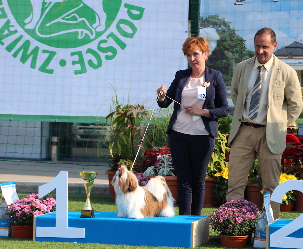 Arssuntia Aria Shih Tzu na wystawie ps&oacute;w rasowych
