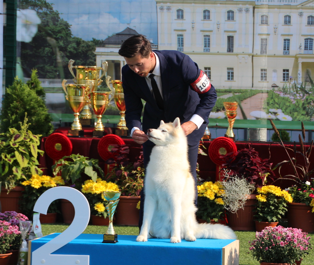 Pourple Rain Galladria-Novitaris Siberian Husky Białystok 2019