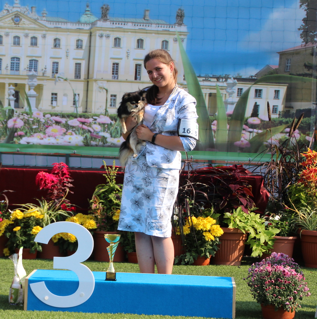 Inspiracja Michilinki Chihuaha długowłosy Białystok 2019